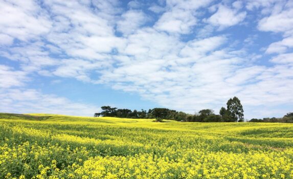 菜の花の咲く風景　菜の花畑　春のブラジルの風景