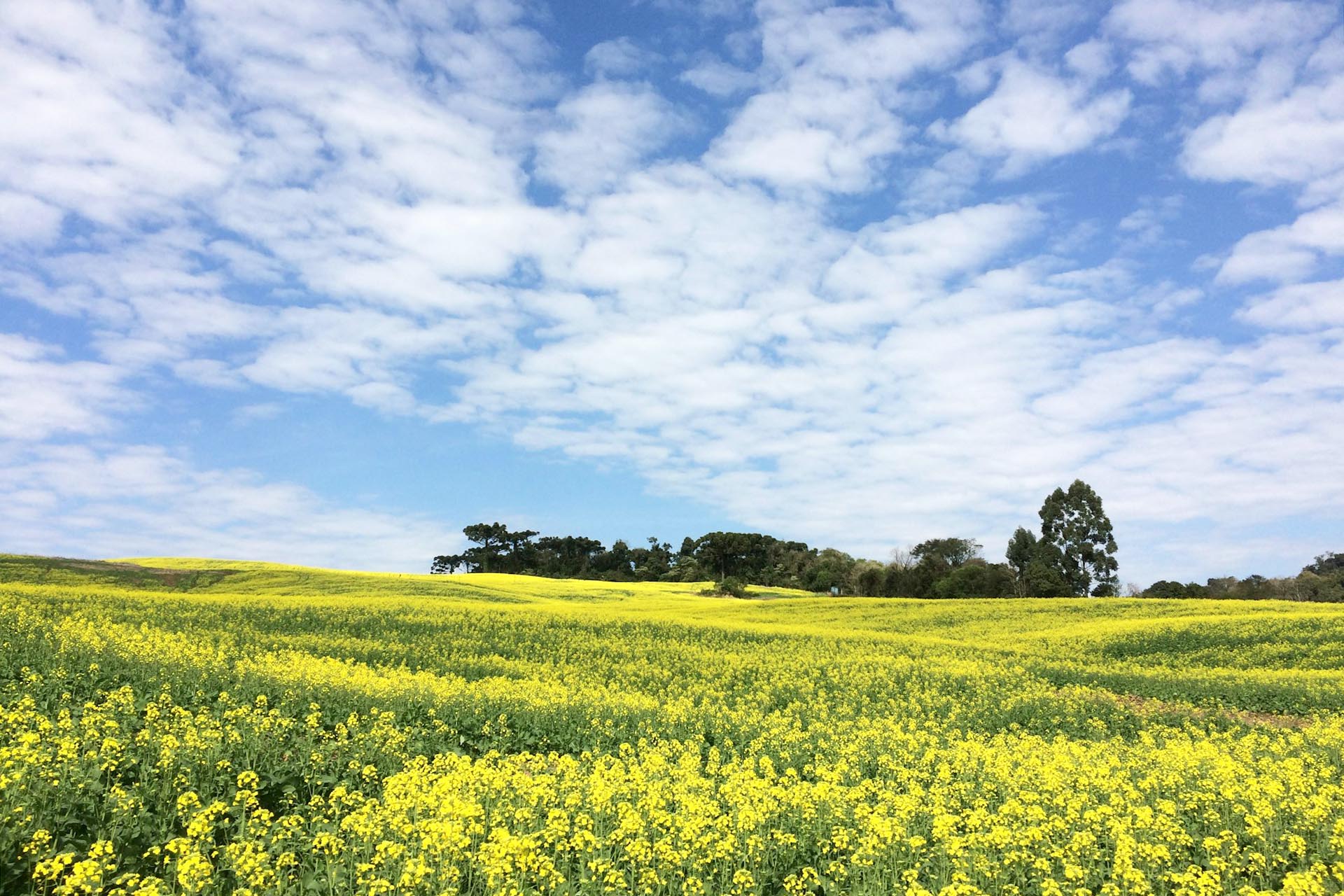菜の花の咲く風景　菜の花畑　春のブラジルの風景