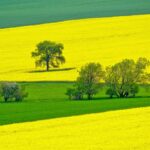 春の絶景　菜の花の咲く風景　春のチェコの風景