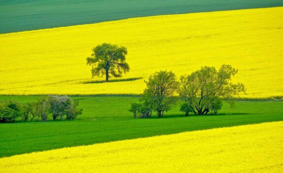 春の絶景　菜の花の咲く風景　春のチェコの風景