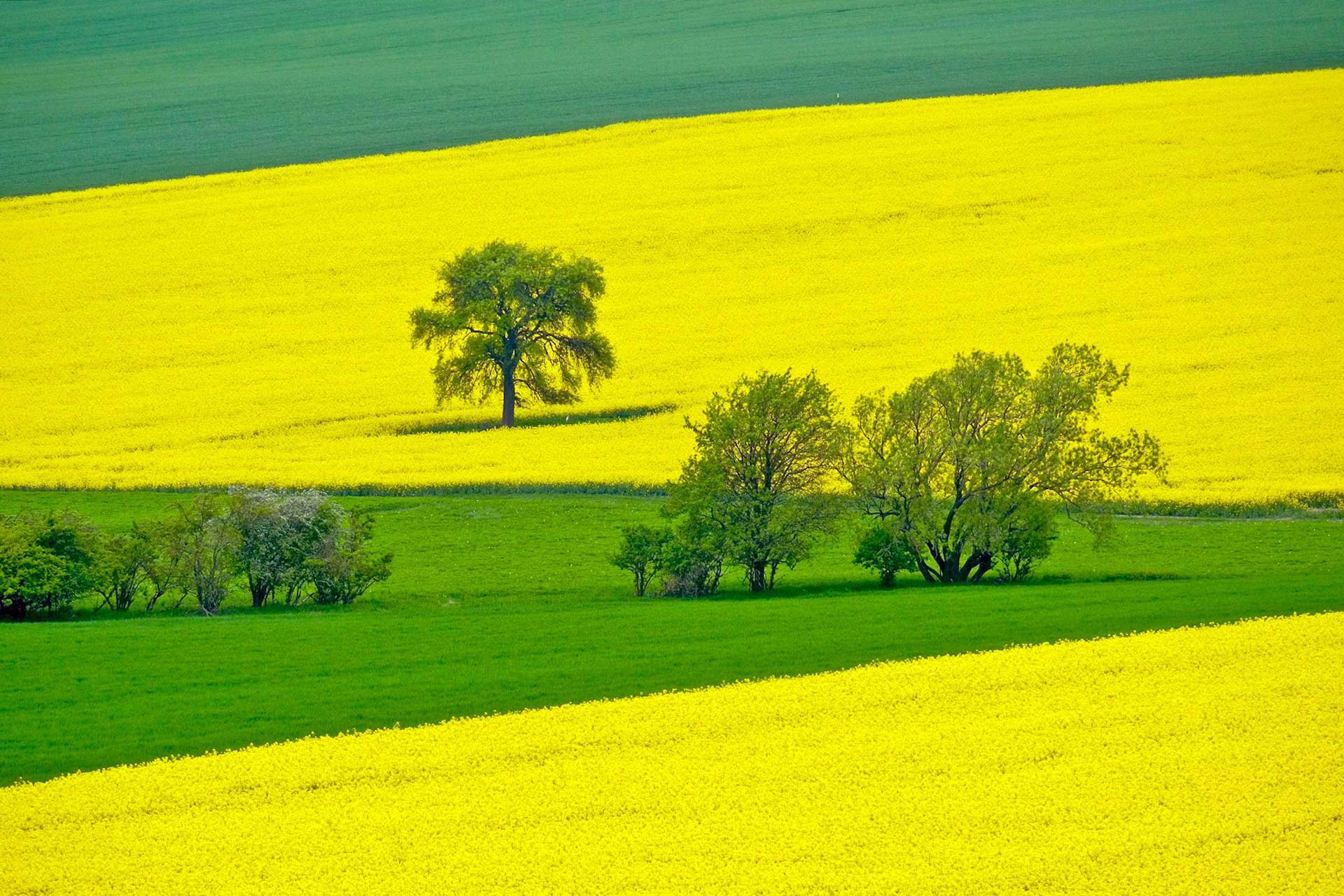 春の絶景　菜の花の咲く風景　春のチェコの風景