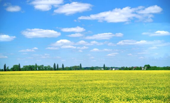 春の草原　菜の花の咲く風景　ドルヌィ・シロンスク地方　春のポーランドの風景