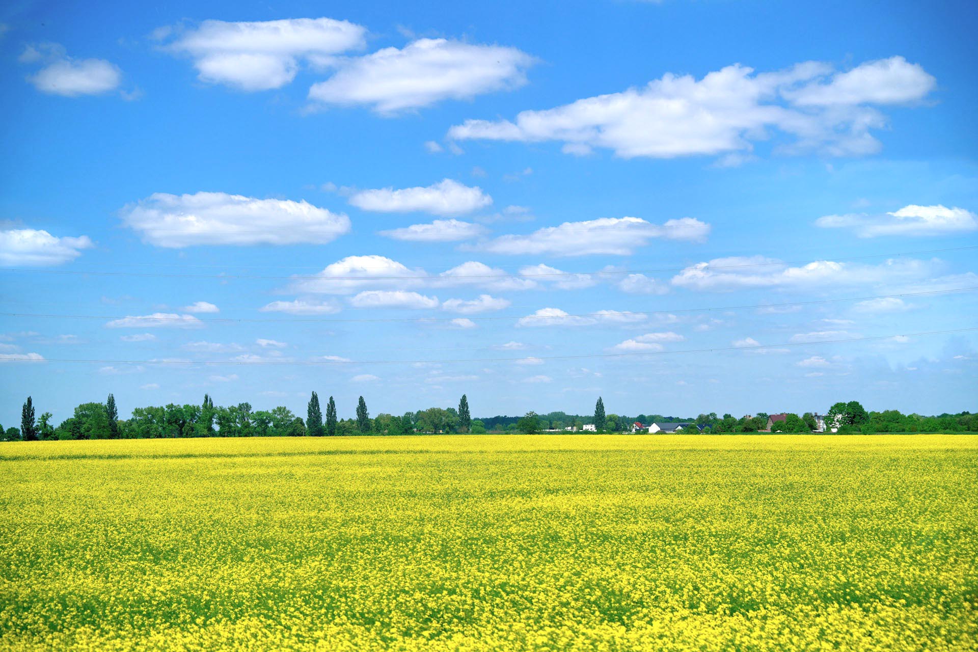 春の草原　菜の花の咲く風景　ドルヌィ・シロンスク地方　春のポーランドの風景