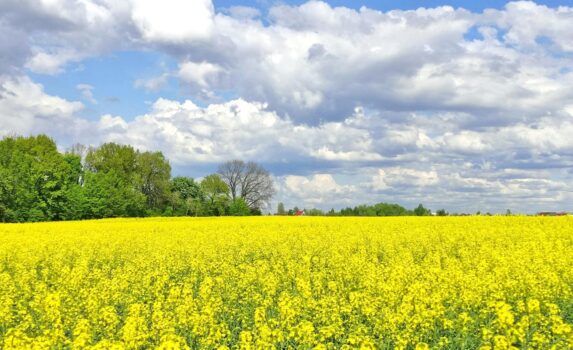 菜の花の咲く風景　春のウクライナの風景