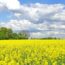 菜の花の咲く風景　春のウクライナの風景