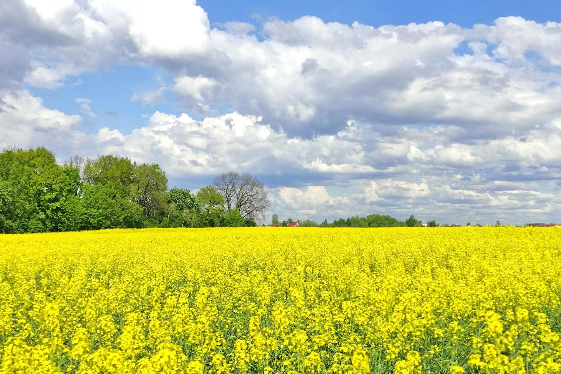 菜の花の咲く風景　春のウクライナの風景