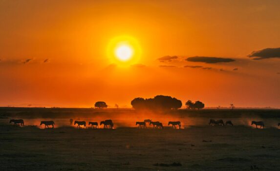 夕日の中の動物たち　ケニアの風景