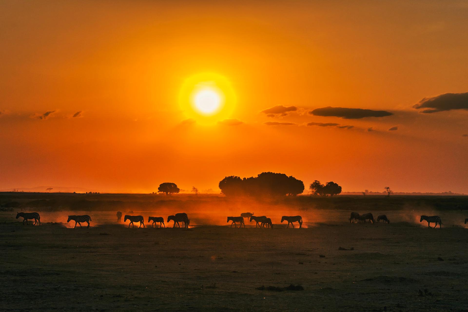 夕日の中の動物たち　ケニアの風景