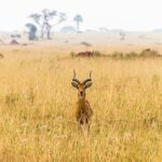 動物のいる風景　ウガンダの風景