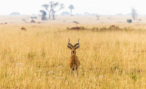 動物のいる風景　ウガンダの風景