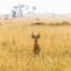動物のいる風景　ウガンダの風景