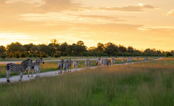 シマウマと夕暮の風景　ボツワナの風景