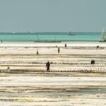 ザンジバル諸島の風景　ジャンビアニ・キカディニ　タンザニアの風景
