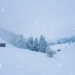 雪に覆われた松林の眺め　冬のスイスの風景