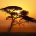 日の出のエトーシャ国立公園の風景　ナミビアの風景
