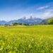 緑の牧草地と花の咲く風景　ベルヒテスガーデン　ドイツの風景　