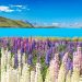 ルピナスの花とプカキ湖　ニュージーランド