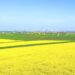 春のルーマニアの田園風景　菜の花と小麦畑の風景
