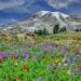 マウントレーニアと花々　アメリカの風景