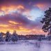 冬の夜明けの森の風景　雪と朝焼けの空